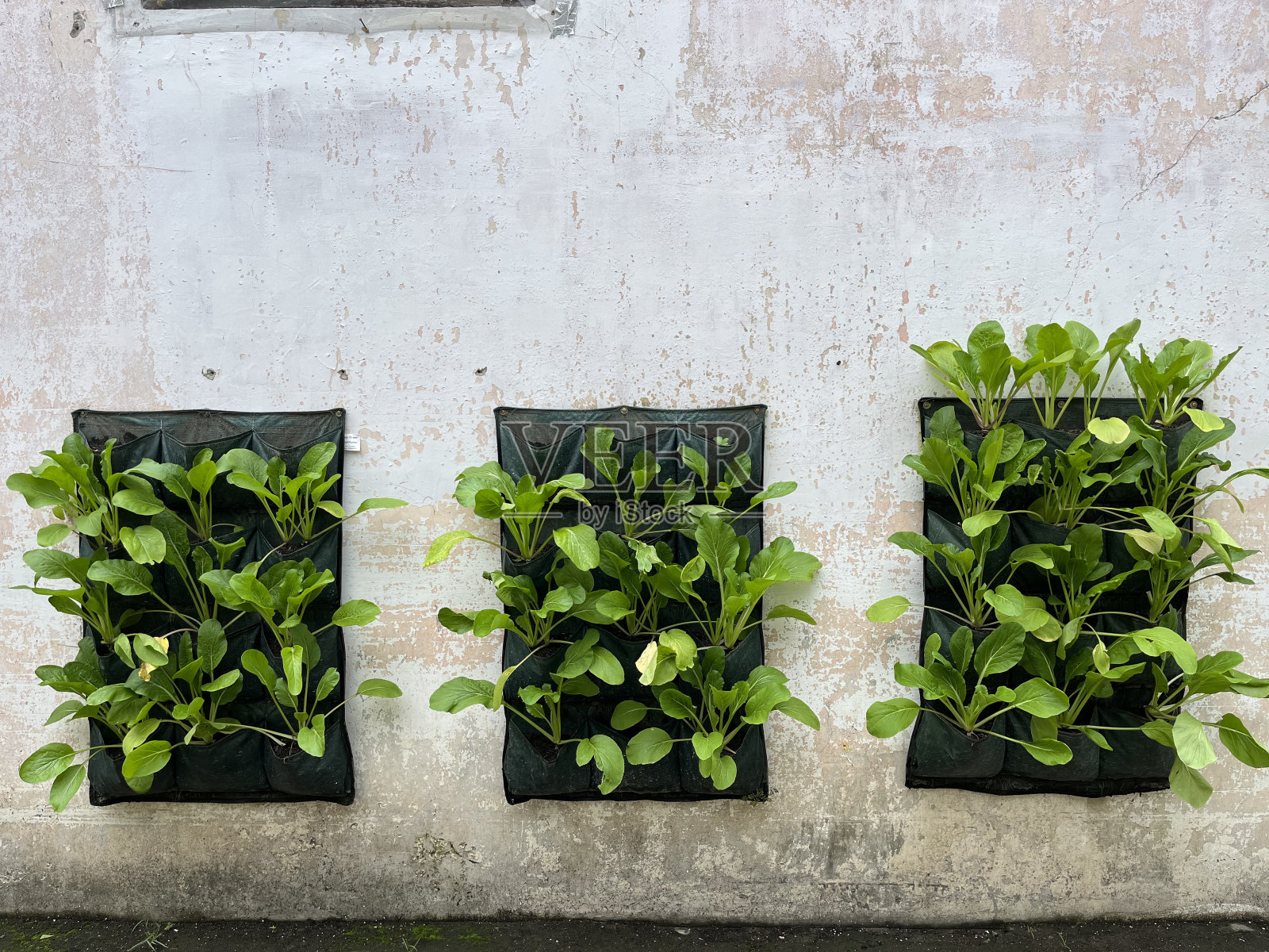 菜心被种植在一个种植袋里，贴在墙上。照片摄影图片