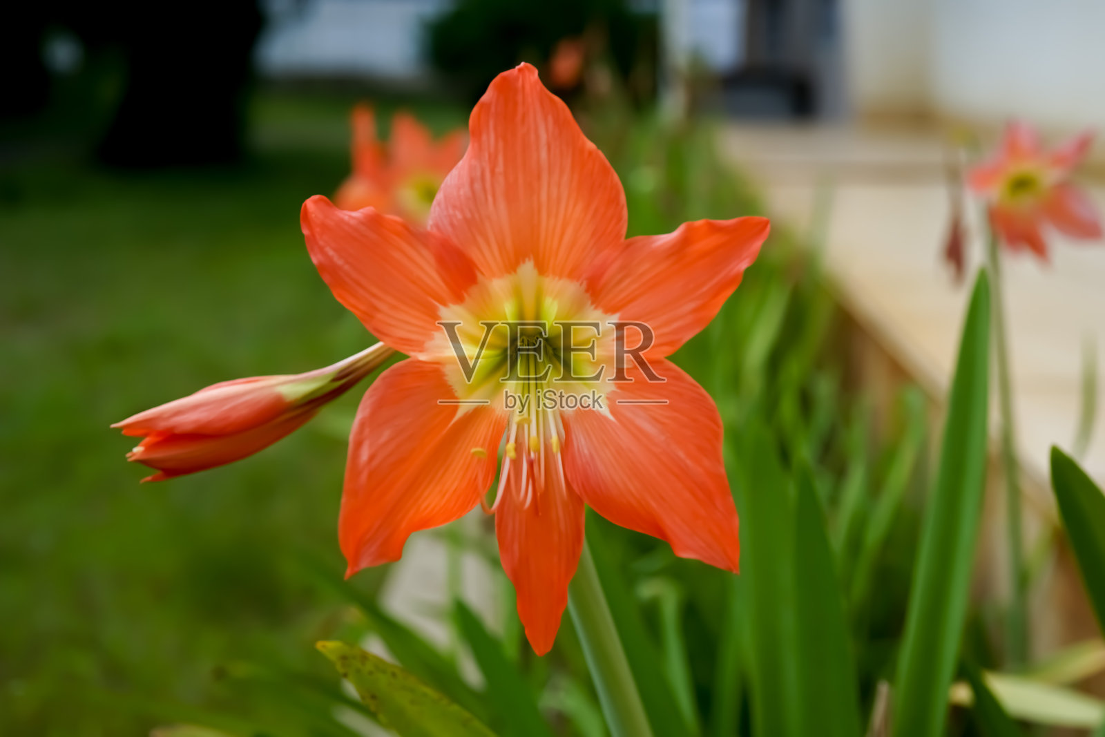 孤挺花花。照片摄影图片