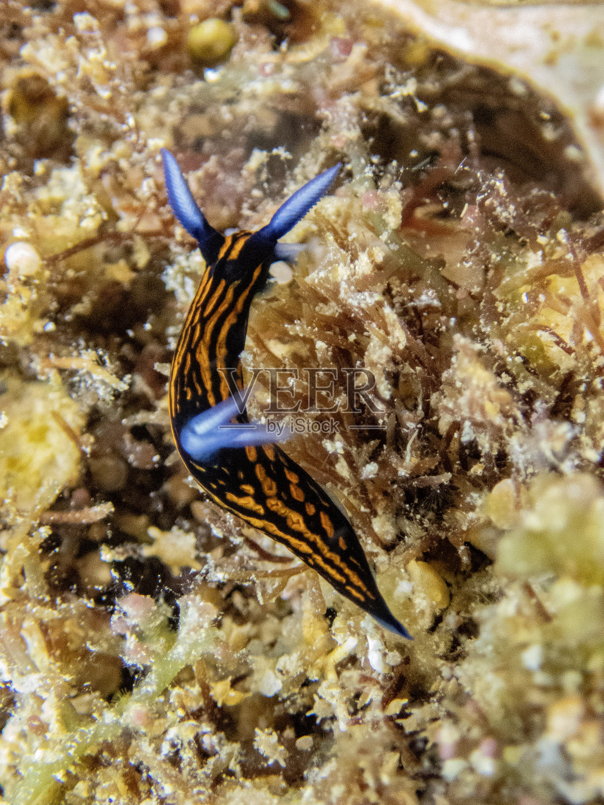 细叶罗巴斯特拉照片摄影图片