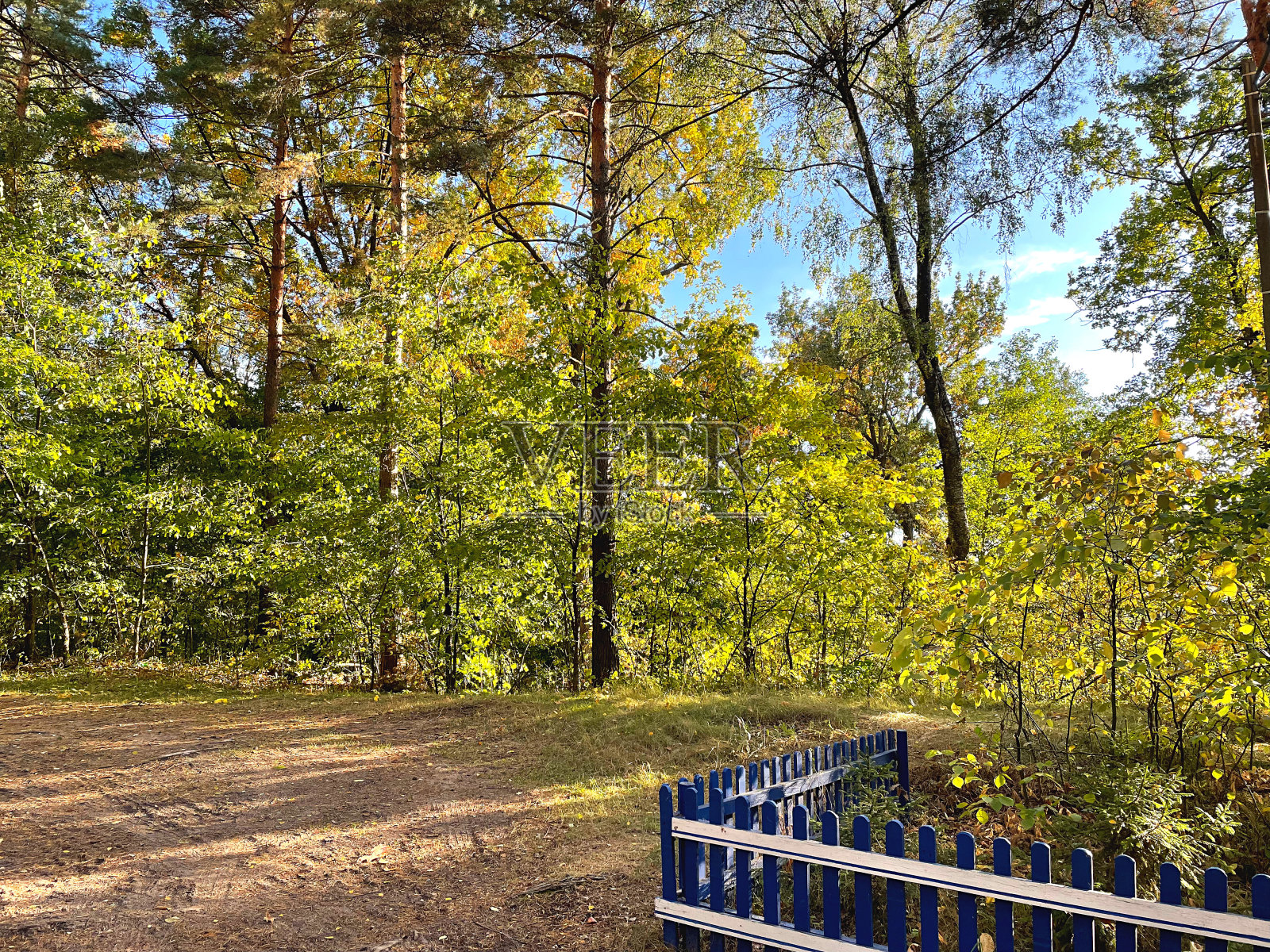 阳光明媚的照片摄影图片