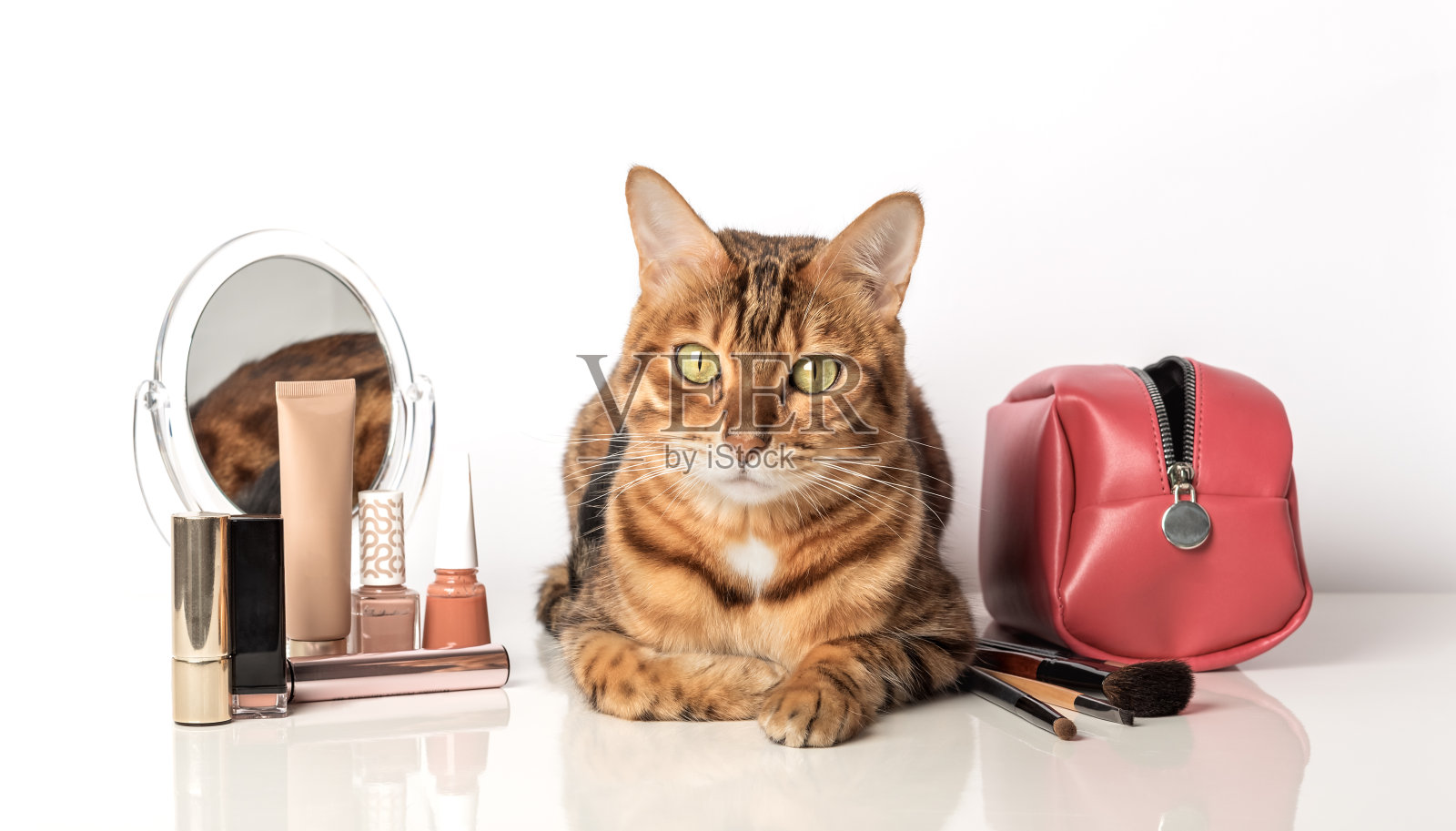可爱的孟加拉猫，化妆化妆品和镜子照片摄影图片