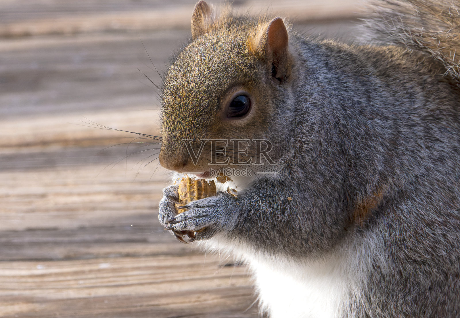 一只松鼠在甲板上进食照片摄影图片