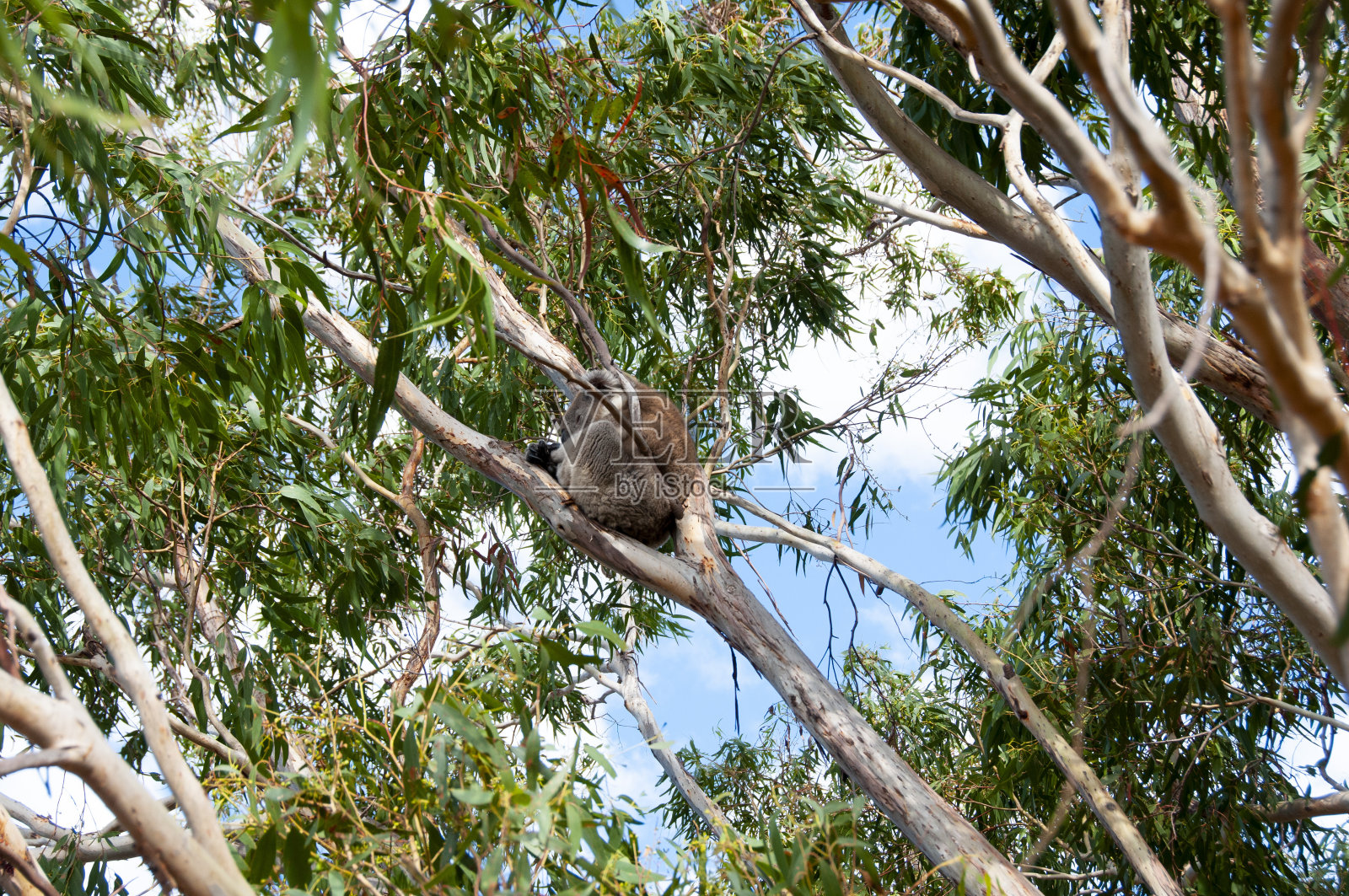 野生的考拉照片摄影图片