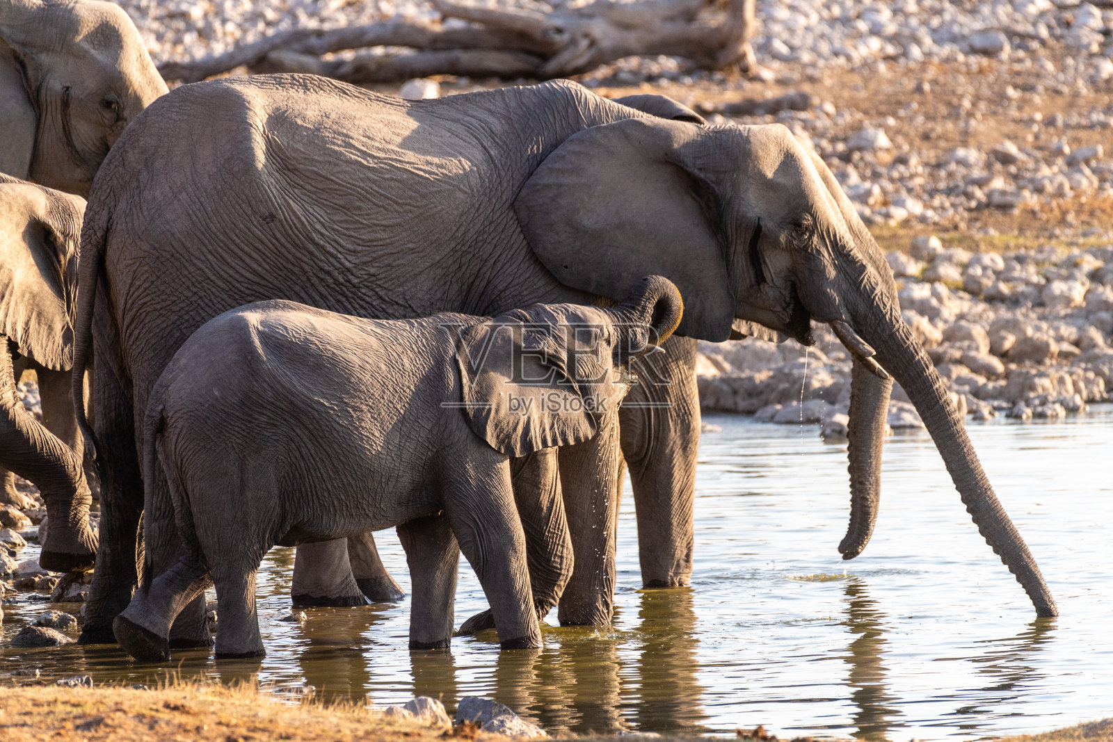 水坑附近的大象照片摄影图片
