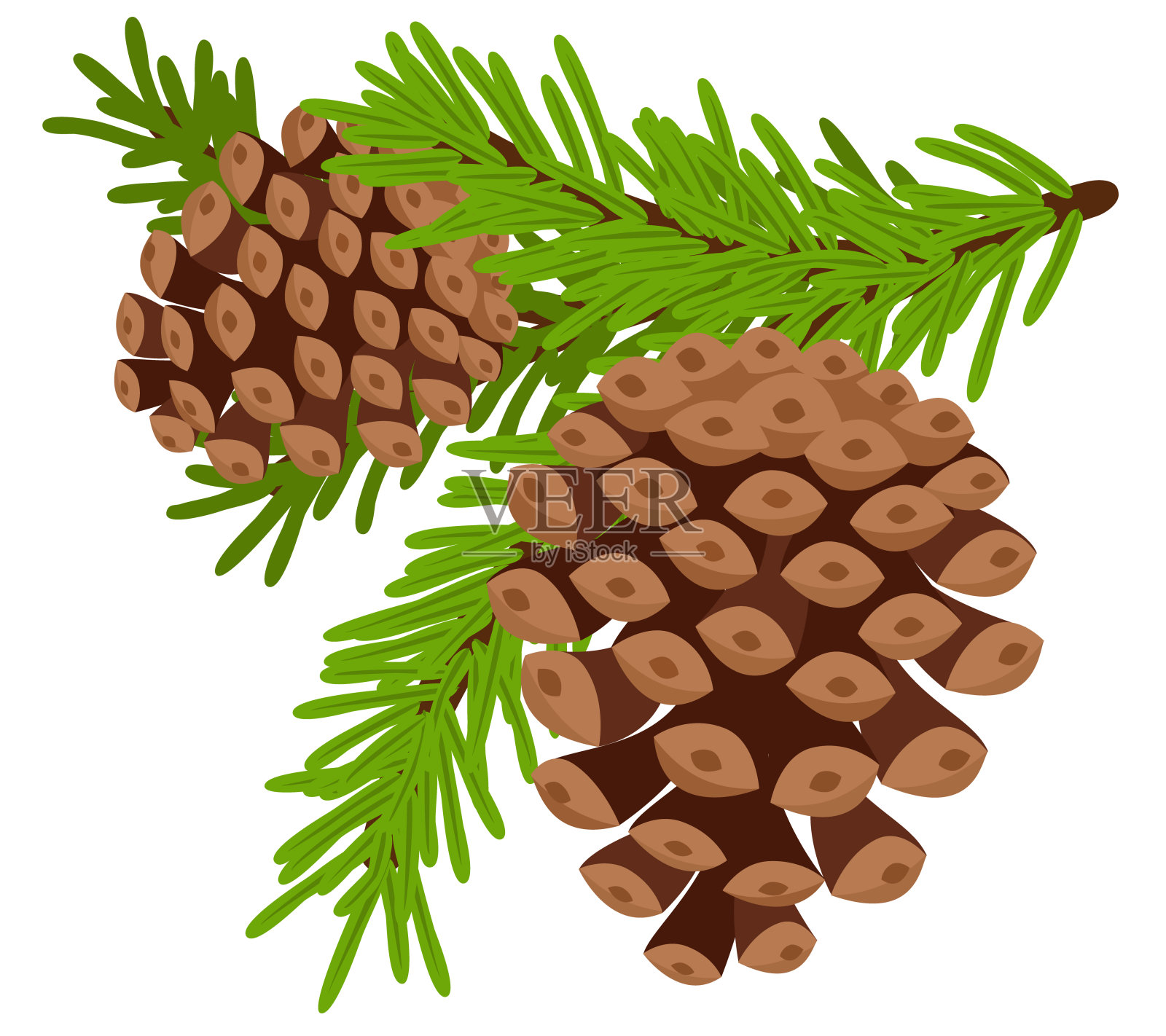 圣诞树上白色背景的树枝上的圆锥形。插画图片素材