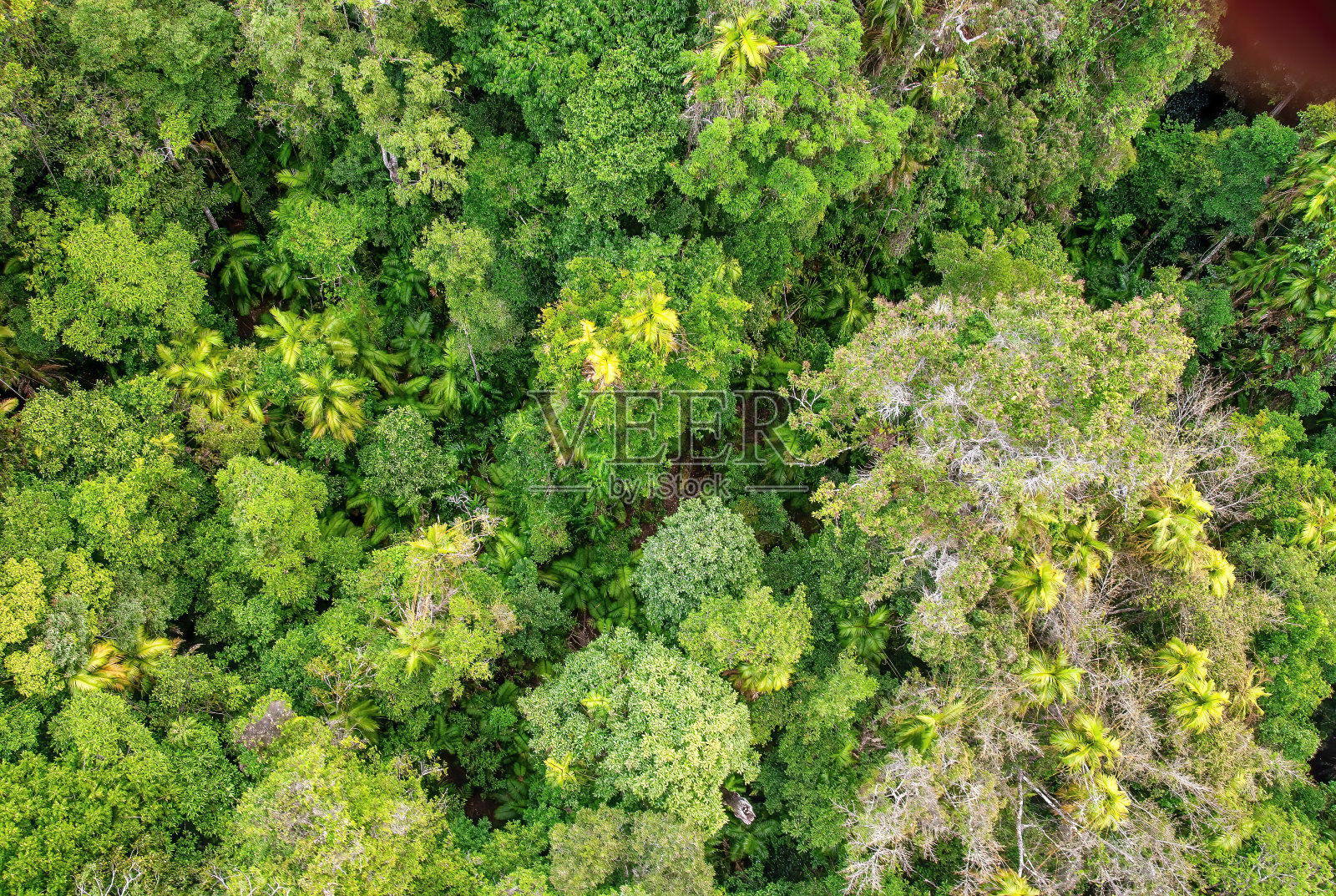 美丽的昆士兰库兰达雨林，鸟瞰图照片摄影图片