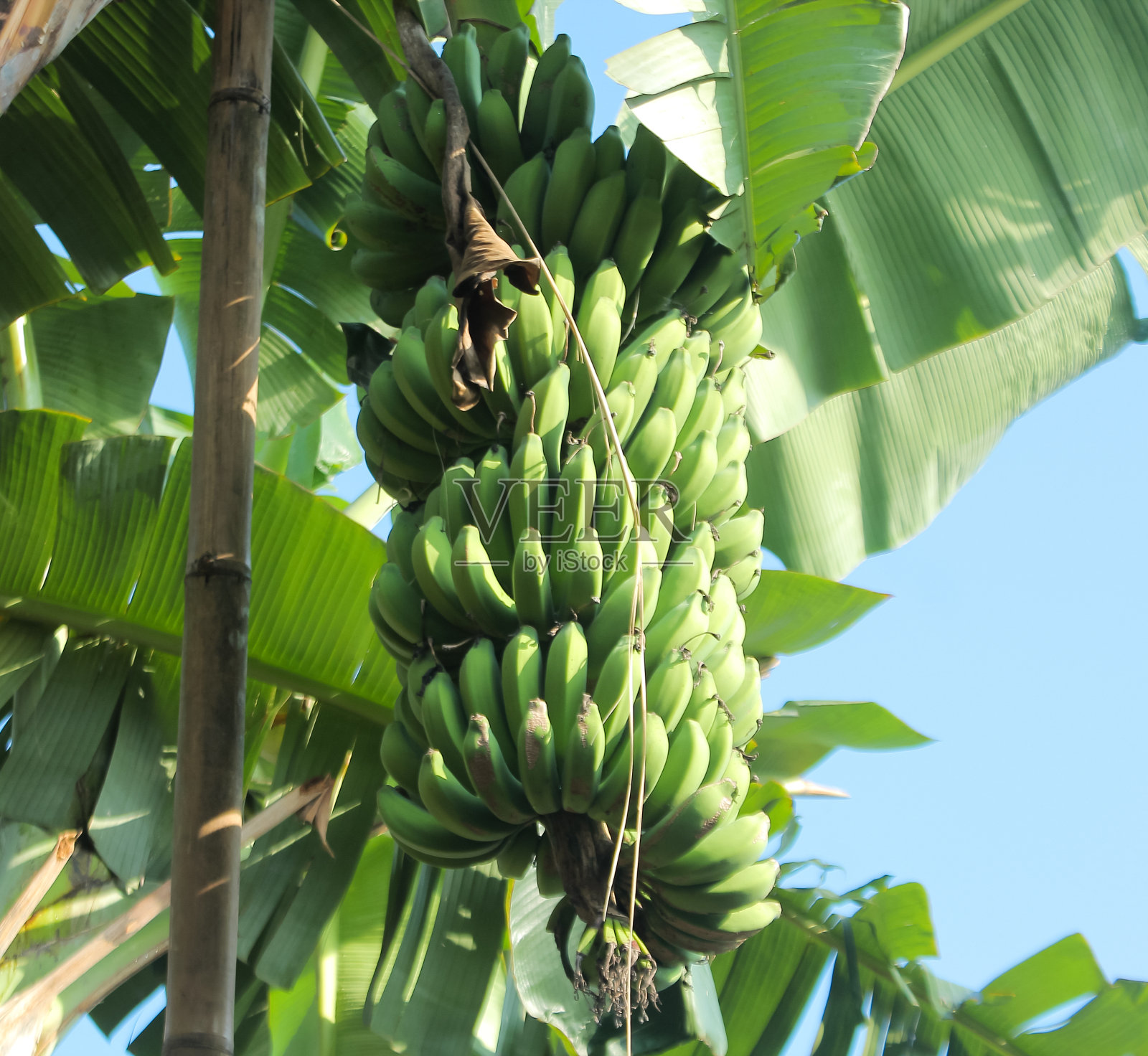 香蕉果，香蕉树照片摄影图片