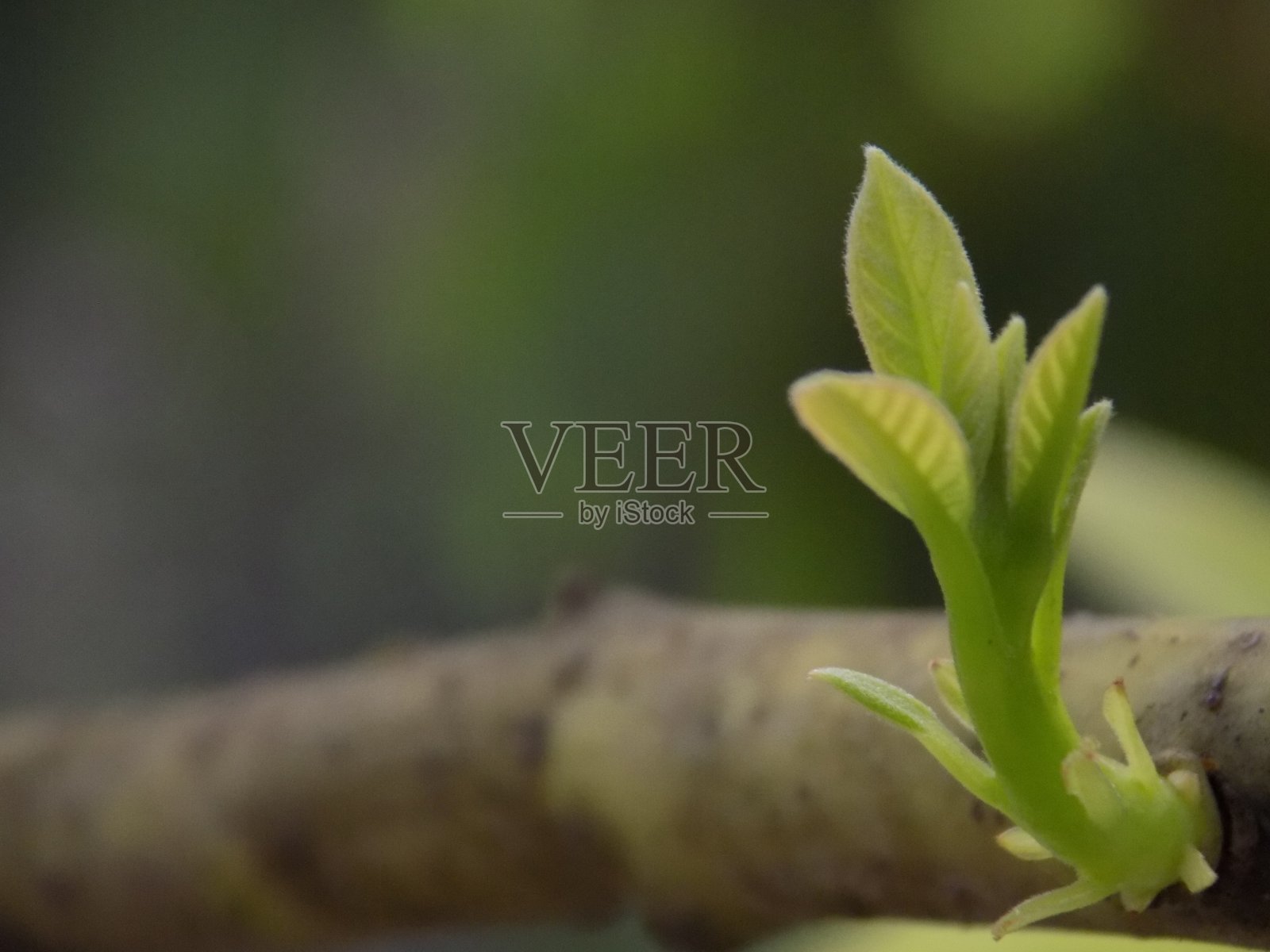 一个新的萌芽照片摄影图片