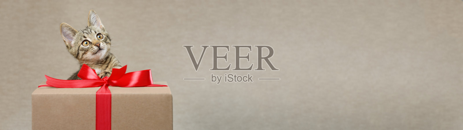 可爱有趣的小猫和礼盒带。影棚拍摄。带有复制空间的网页横幅。照片摄影图片