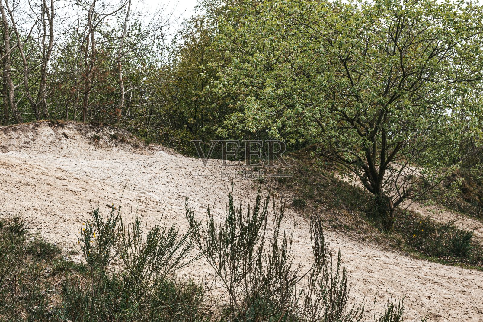 绿色的丘陵景观，树木盛开照片摄影图片