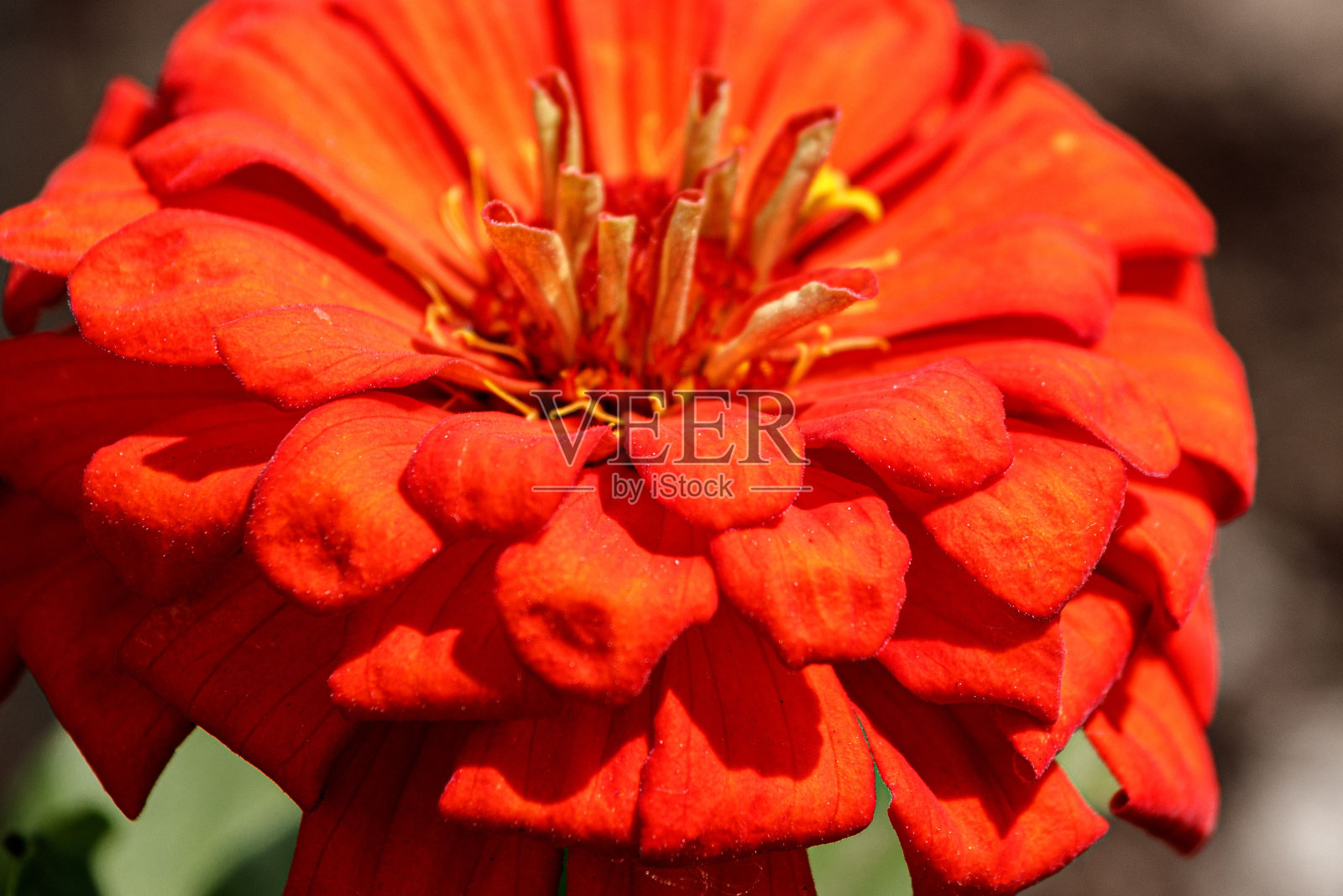 一株红色百日菊照片摄影图片