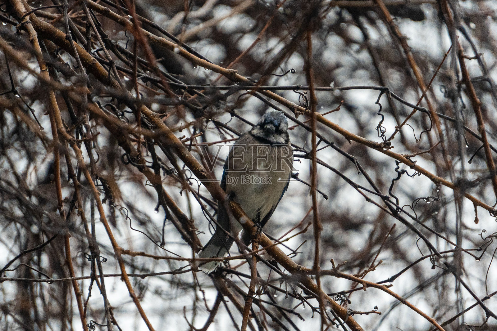 蓝松鸦的特写，蓝冠雀栖息在树上。照片摄影图片