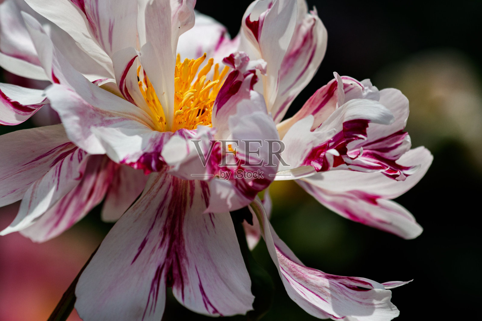 中国牡丹(paonia lactiflora)在花园里生长的特写照片摄影图片