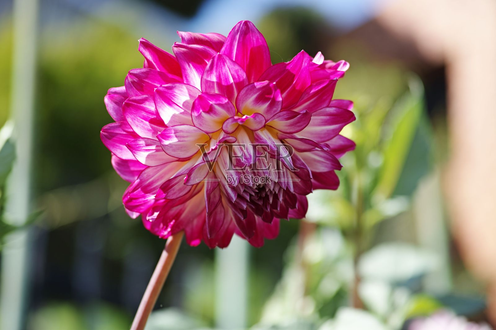 在一个阳光明媚的日子里，一个美丽的大丽花生长在花园里照片摄影图片