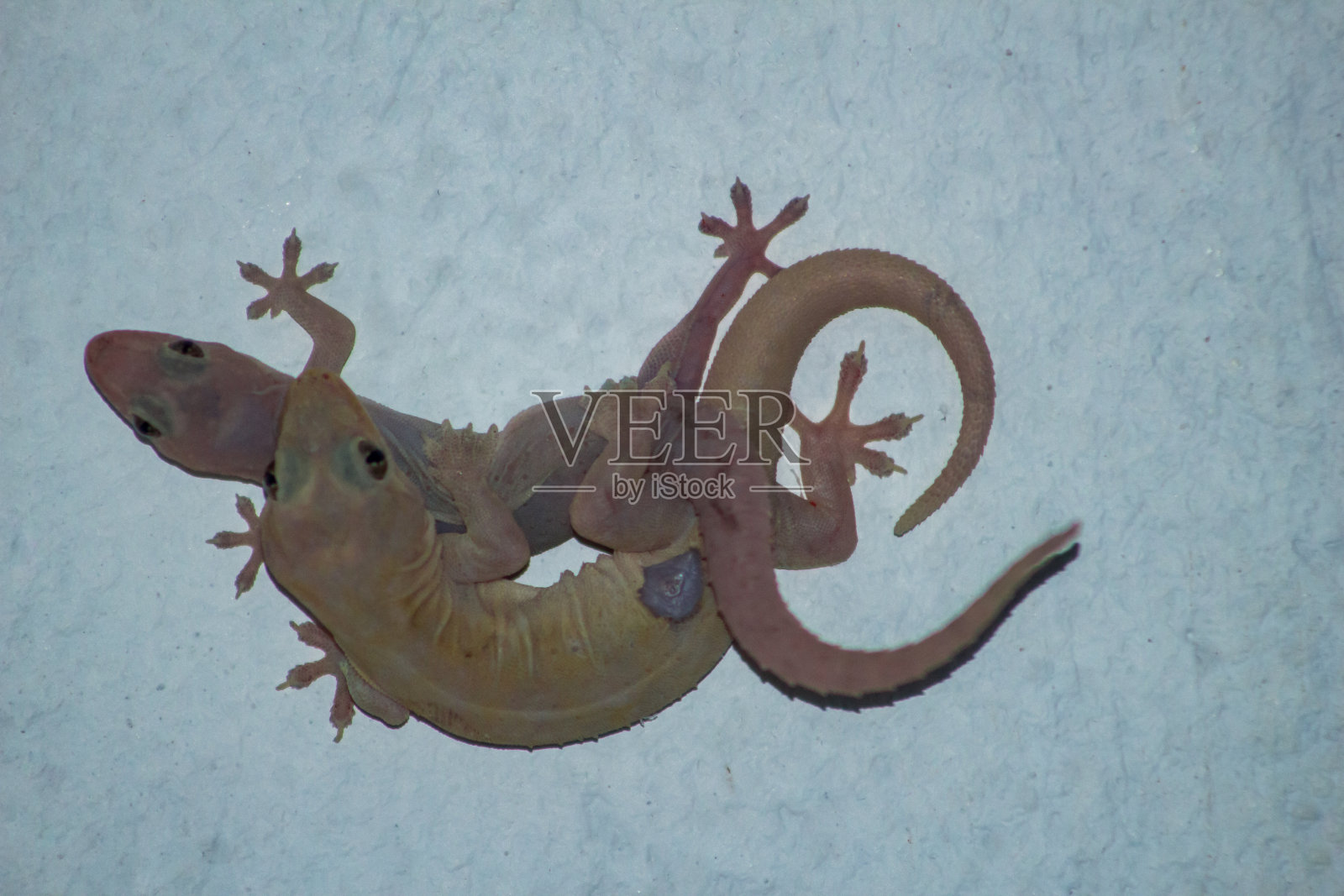 墙蜥蜴照片摄影图片