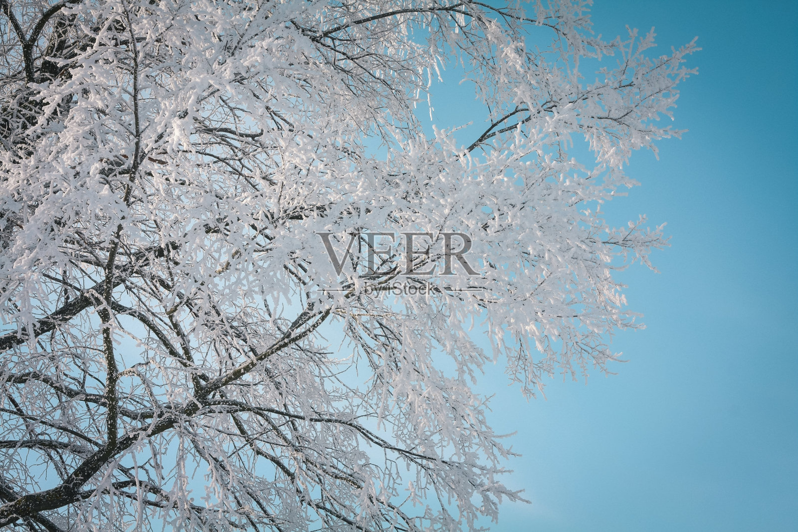 近积雪覆盖的树与蓝天后面的概念照片照片摄影图片