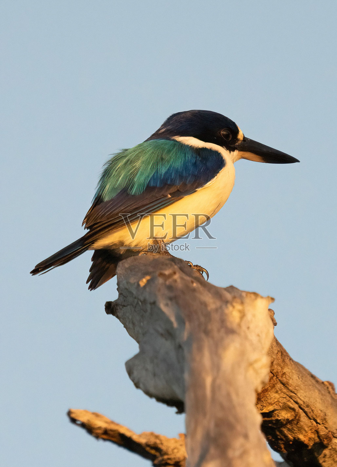 神圣的翠鸟在寻找早餐照片摄影图片