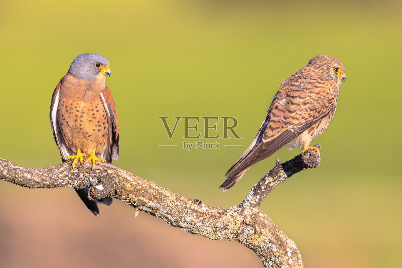 一对小隼在西班牙的繁殖地照片摄影图片