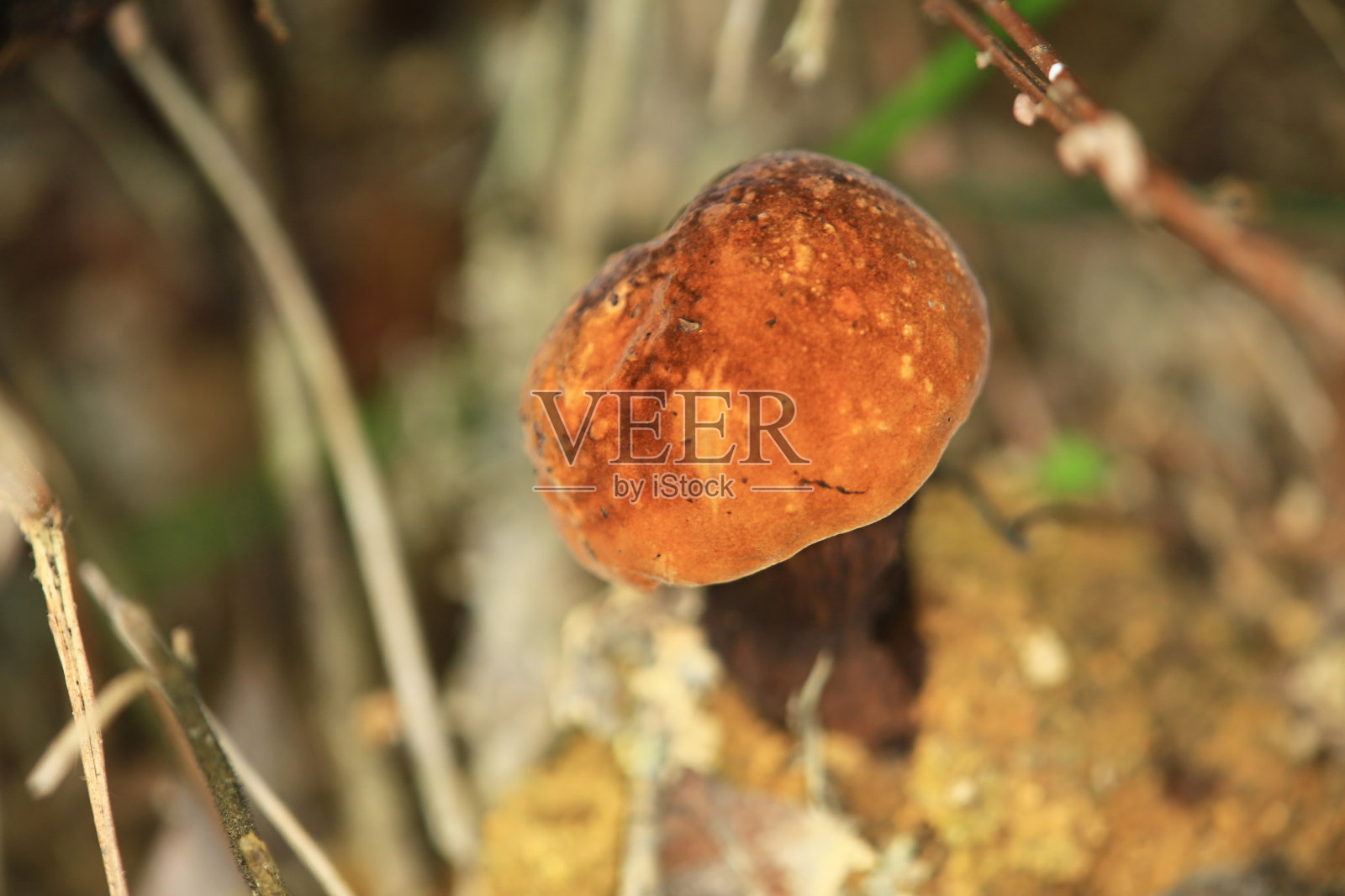 自然理念，绿色植物照片照片摄影图片