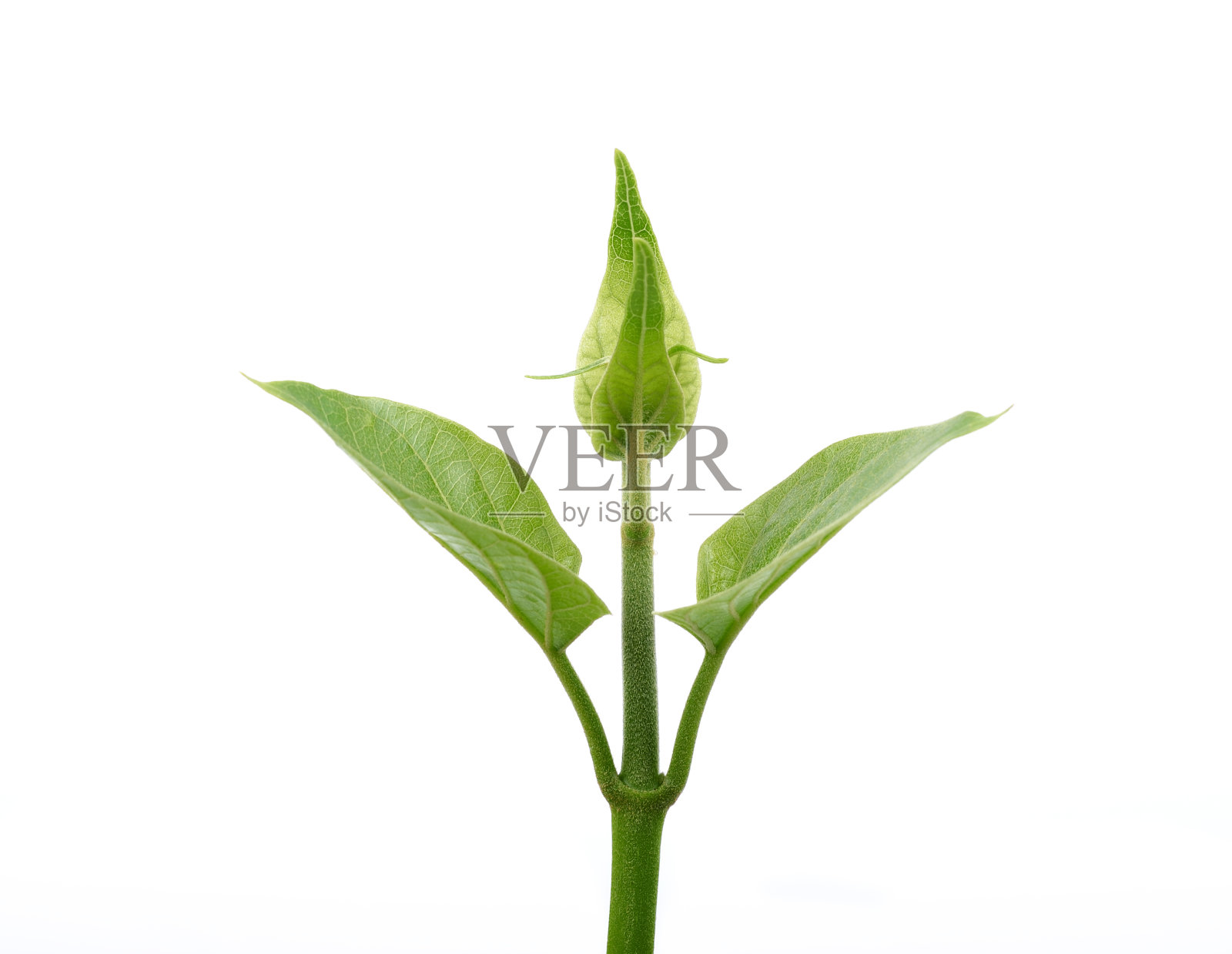 白底上离体的匙子叶照片摄影图片