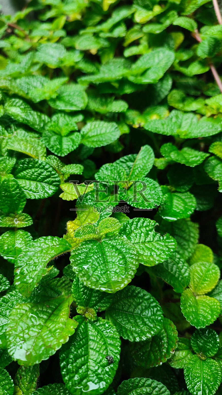 摄影绿植拍摄教程,技巧大全