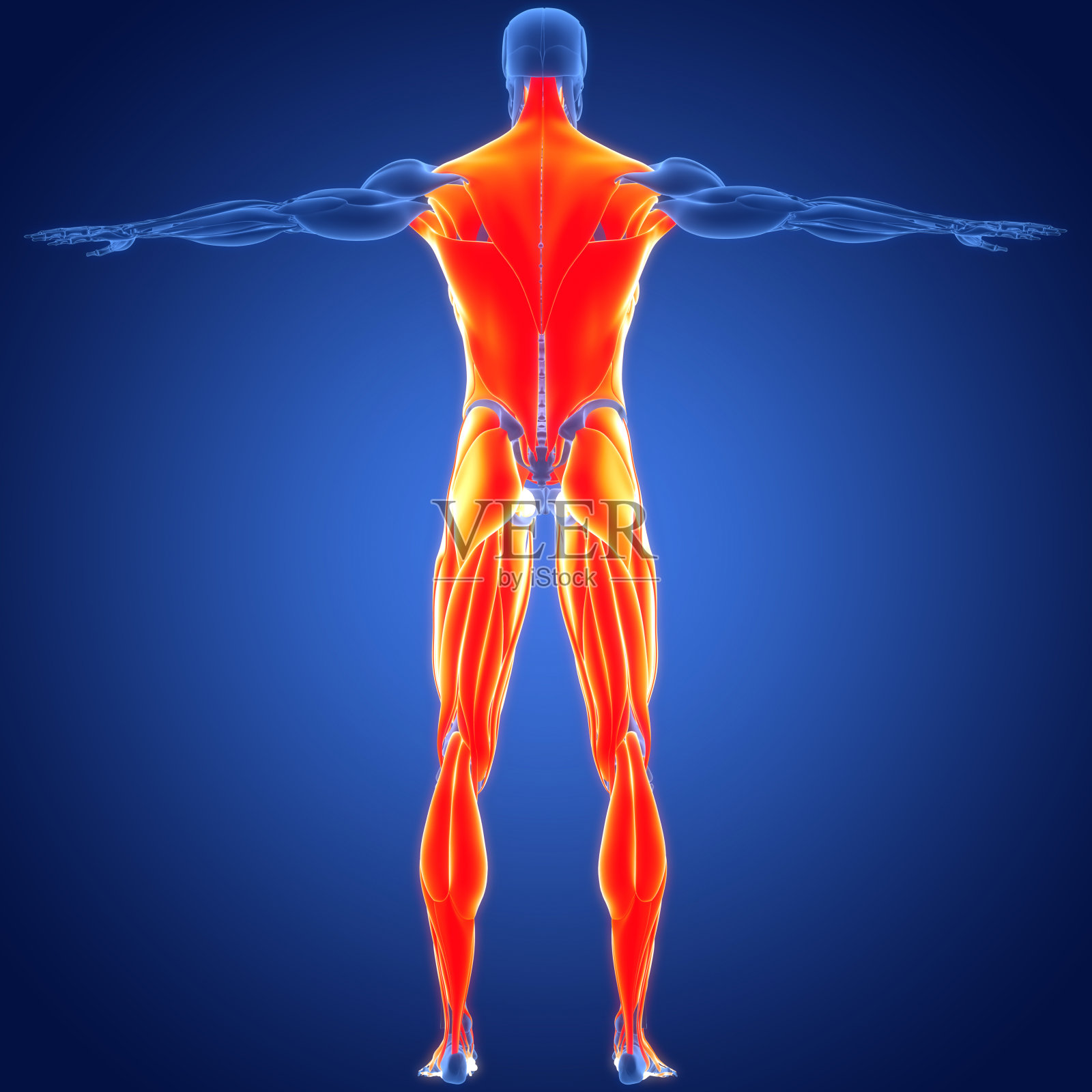 人体肌肉系统躯干和腿部肌肉解剖照片摄影图片