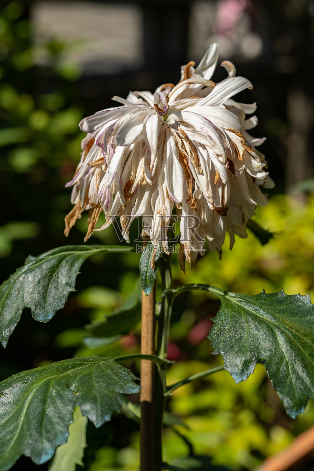 视角看渐褪色的白色菊花在户外垂直构图照片摄影图片