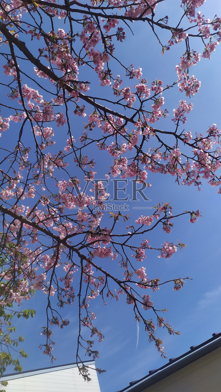 清澈的天空樱花川津樱花日本照片摄影图片