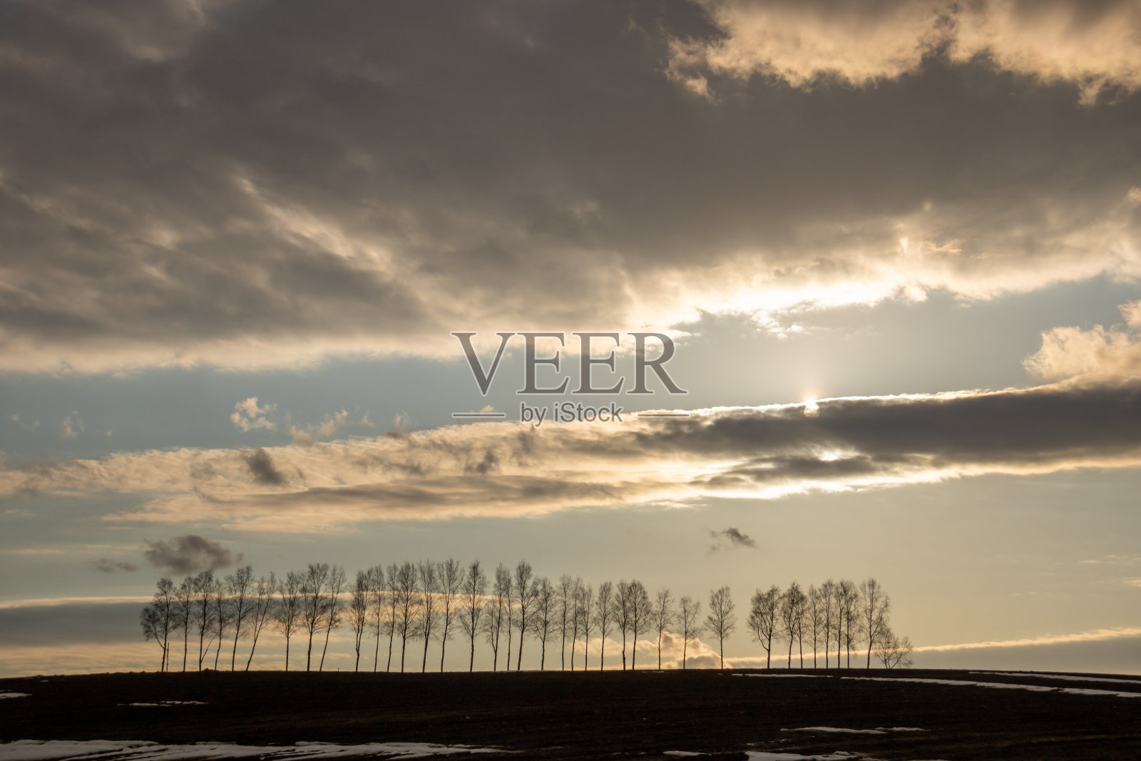 早春黄昏的白桦树照片摄影图片