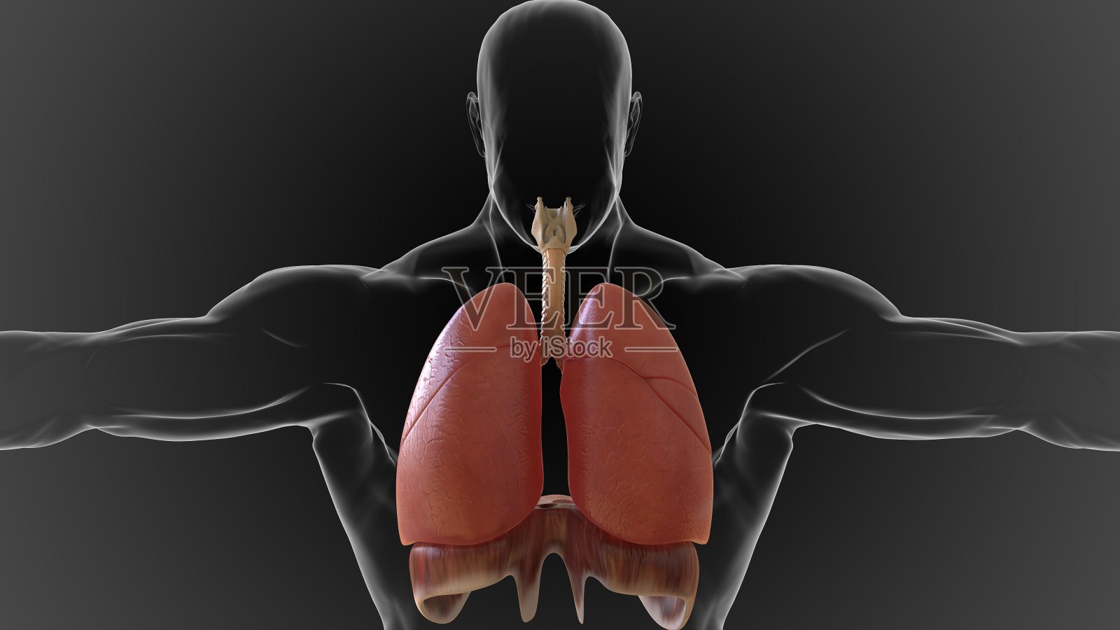 人体的肺和呼吸系统可以将空气中的氧气吸入体内照片摄影图片