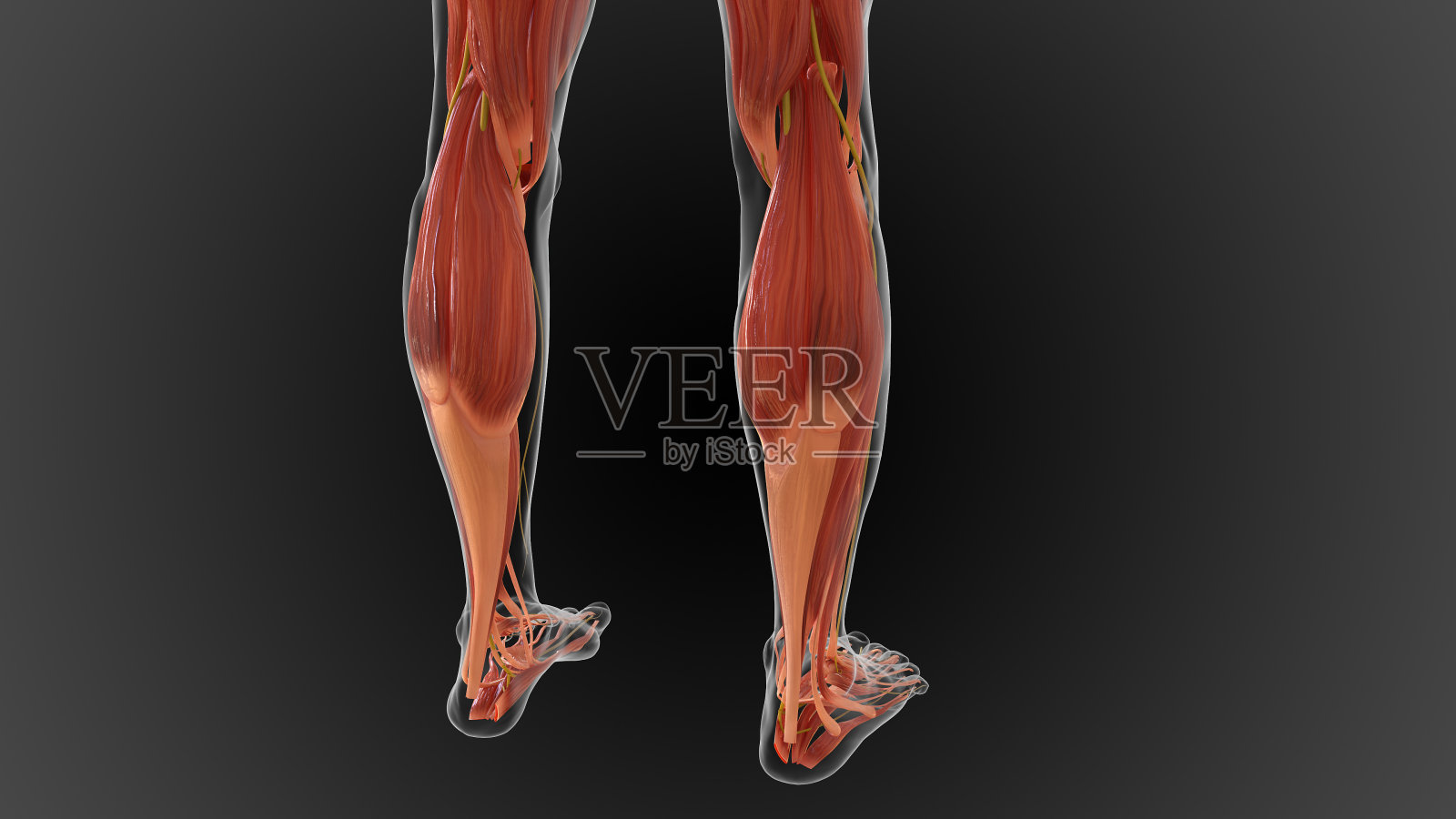 肌肉系统是负责提供力量的器官系统照片摄影图片