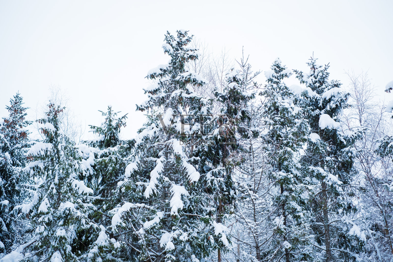 白雪覆盖的森林背景。照片摄影图片
