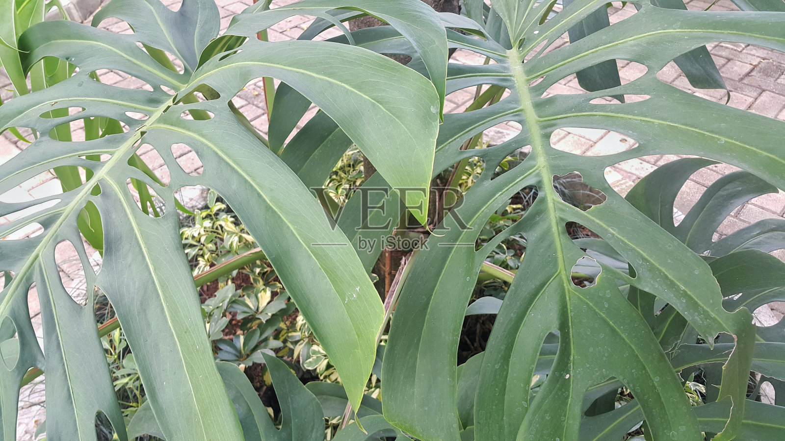 室外花园中的怪物植物照片摄影图片