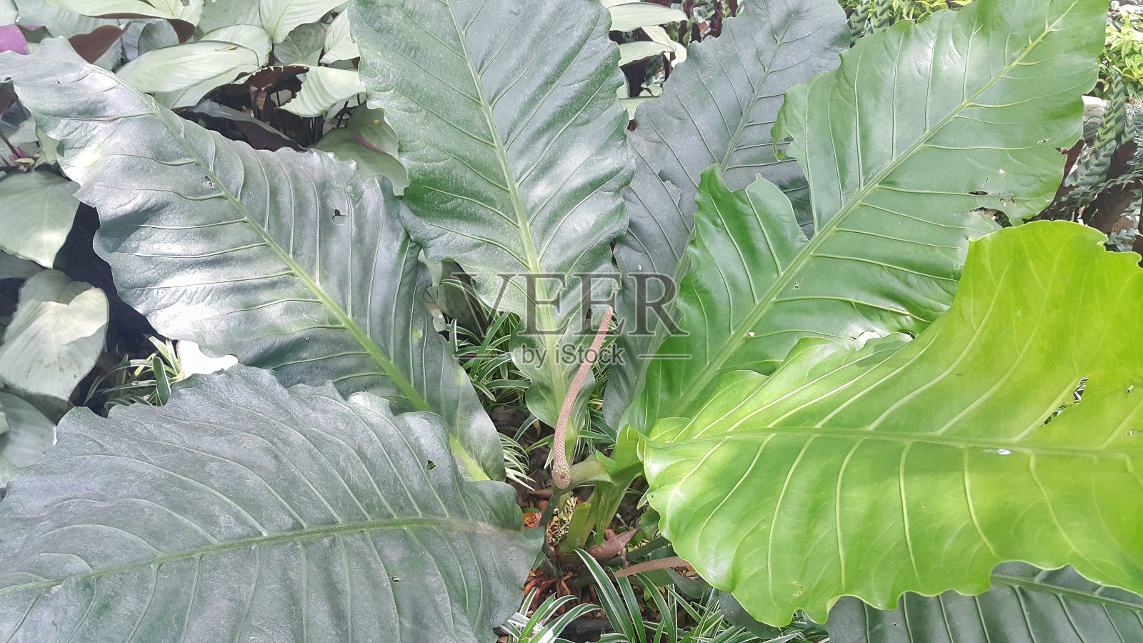 室外花园种植绿红掌照片摄影图片