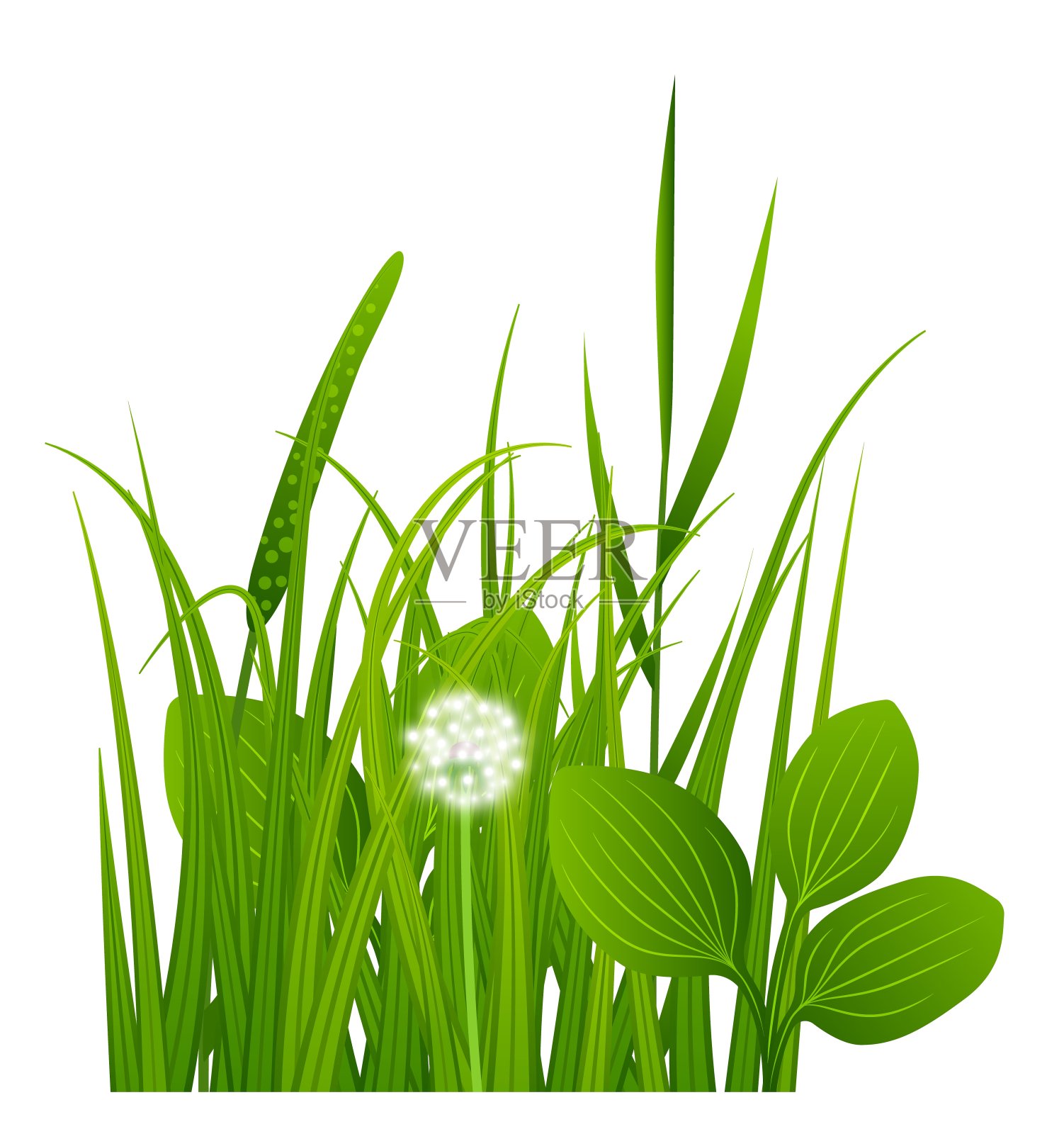 花园里的草在生长。自然清新逼真的植物插画图片素材