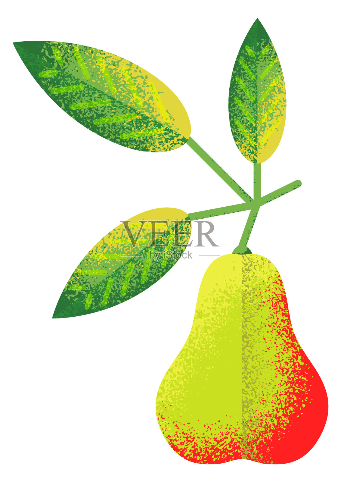 种植梨子。新鲜天然园林植物插画图片素材