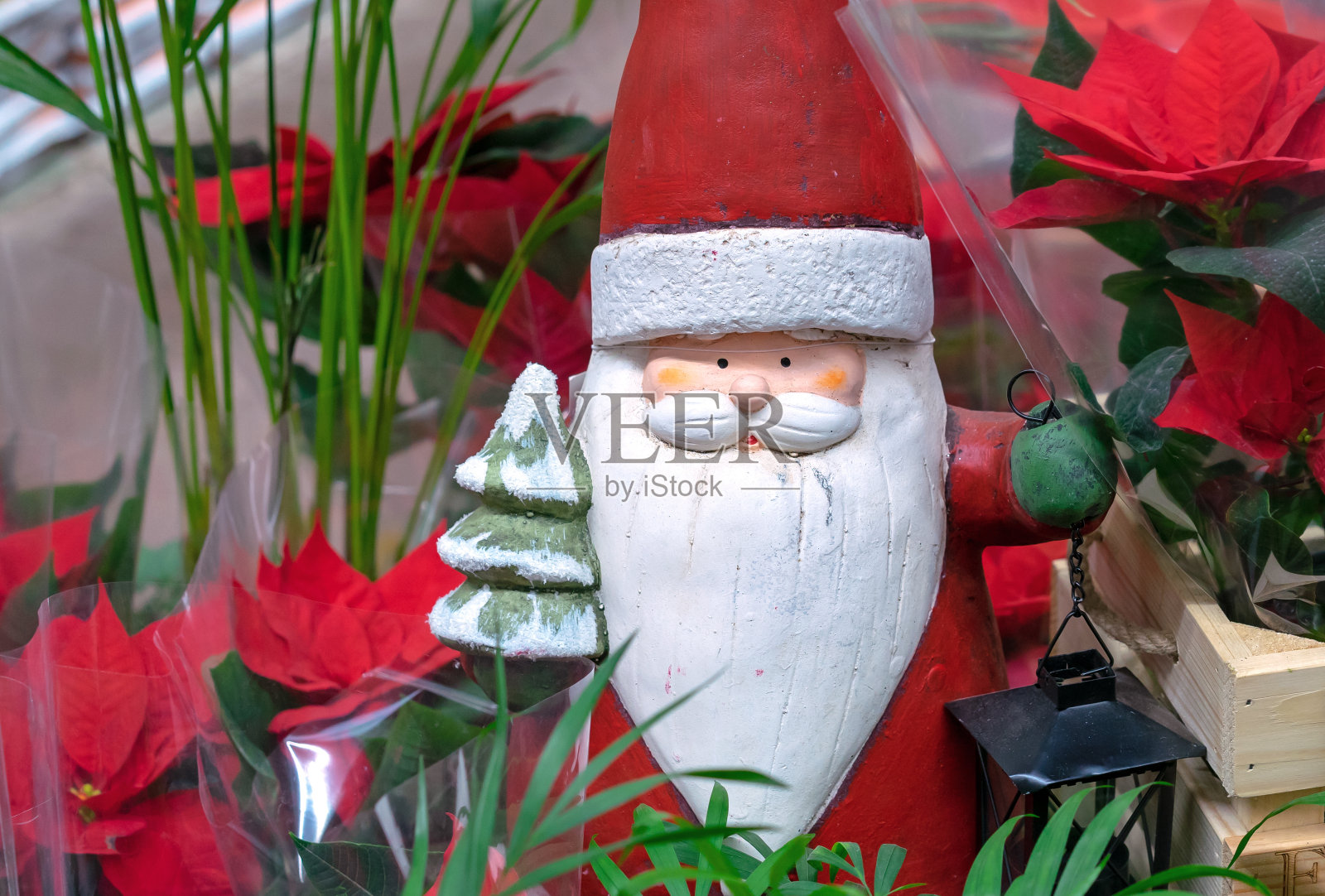 圣诞老人的小雕像和灯笼在红色的一品红花。照片摄影图片
