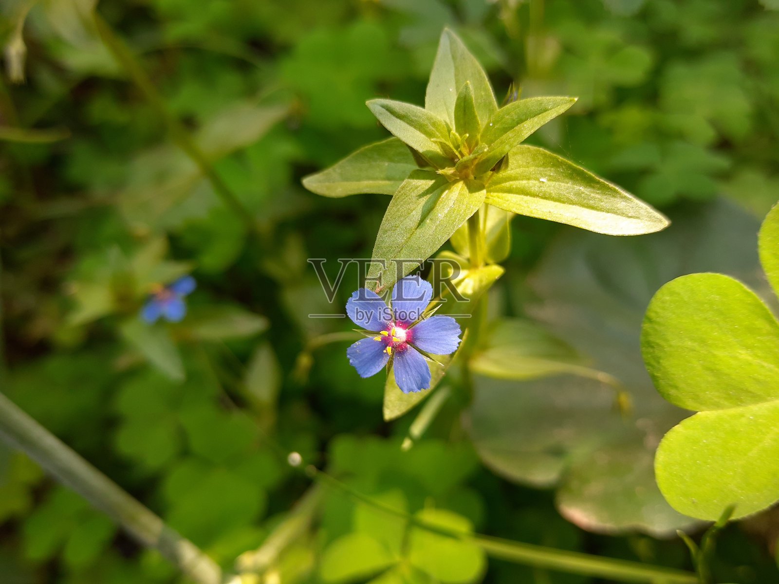 菜园里的蓝色小花。照片摄影图片