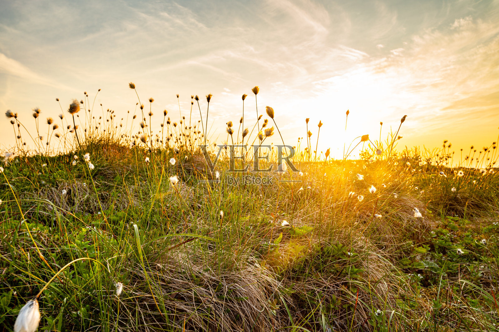 花上的夕阳照片摄影图片