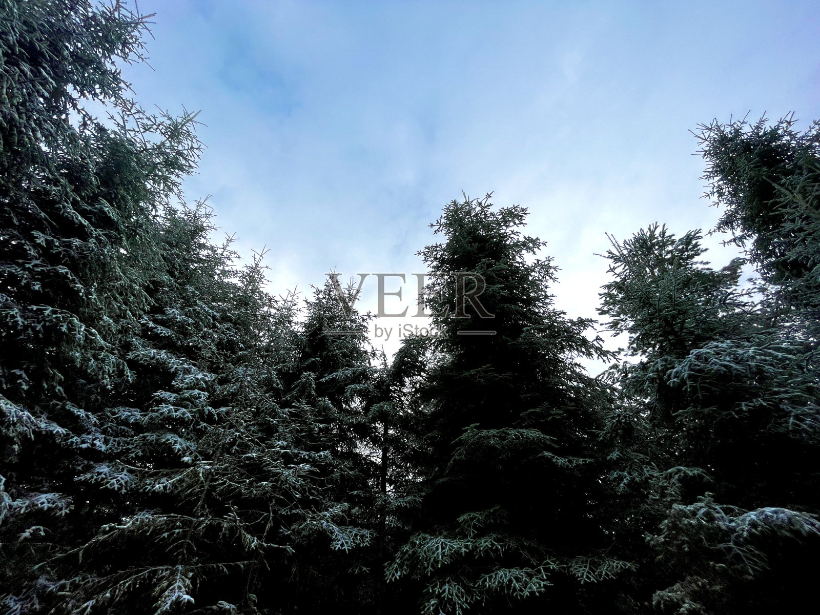 乌克兰喀尔巴阡山脉被雪覆盖的圣诞树照片摄影图片