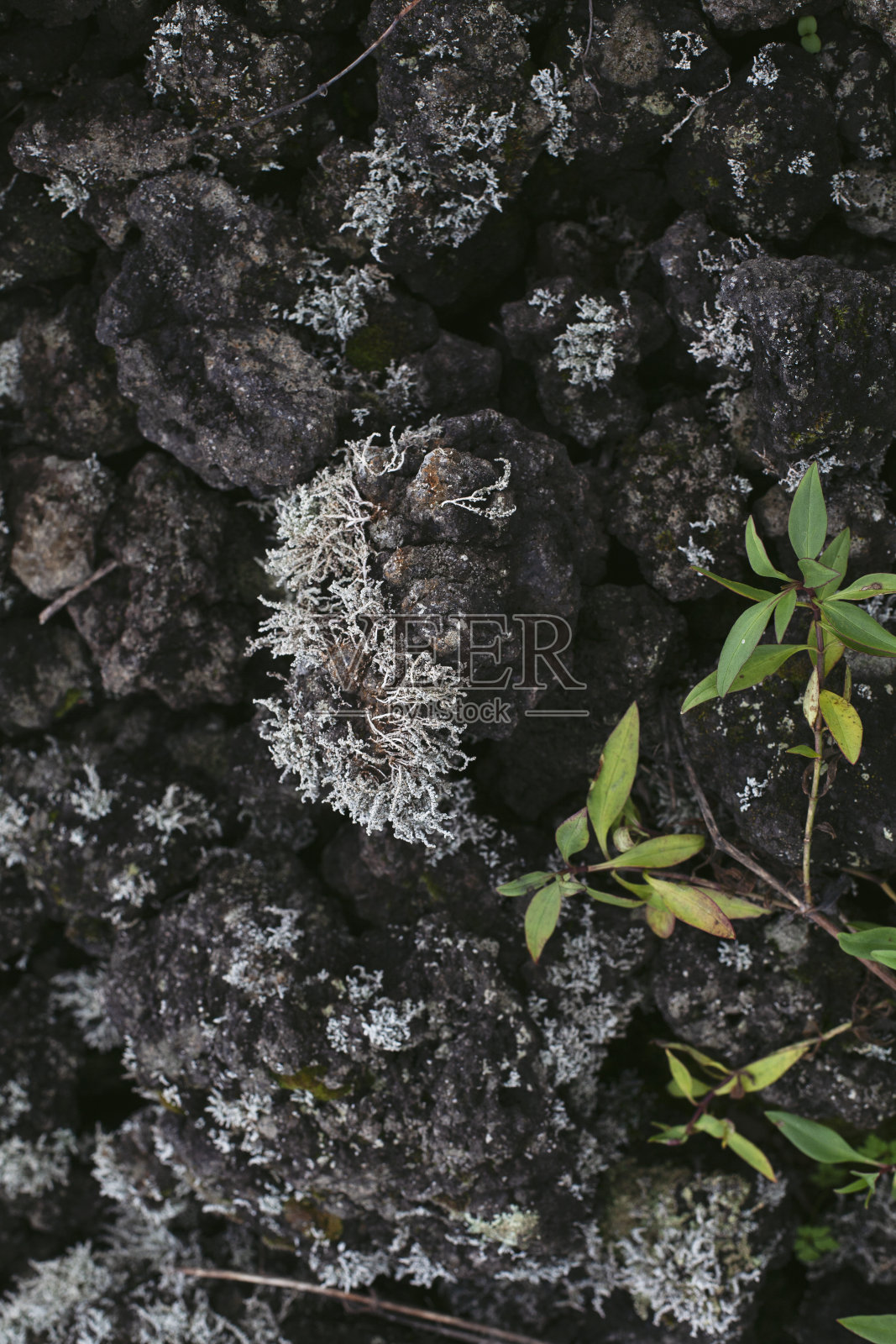 照片来自维苏威火山照片摄影图片