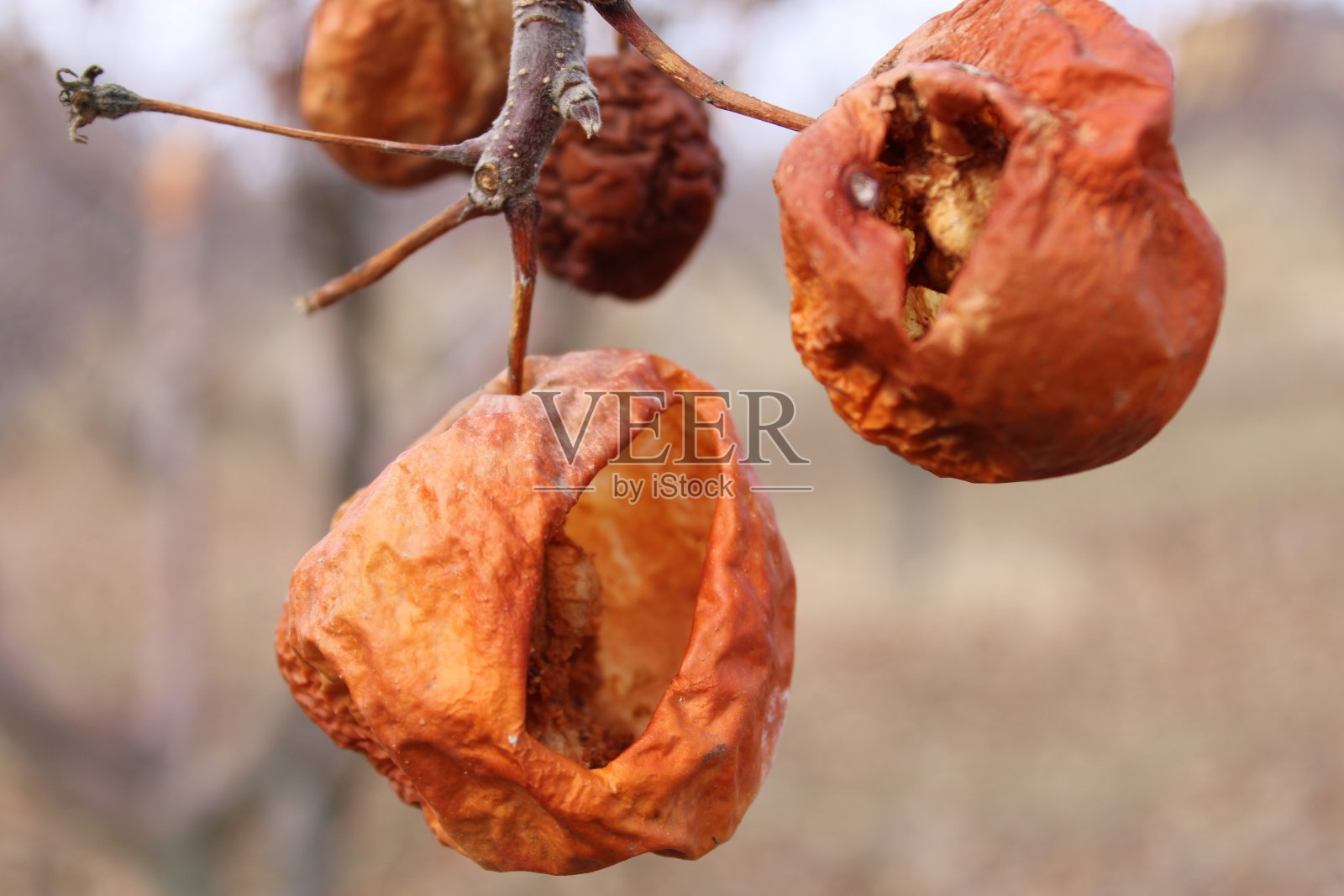 苹果树上坏掉或腐烂的苹果。产品人员伤亡。发霉和真菌。照片摄影图片