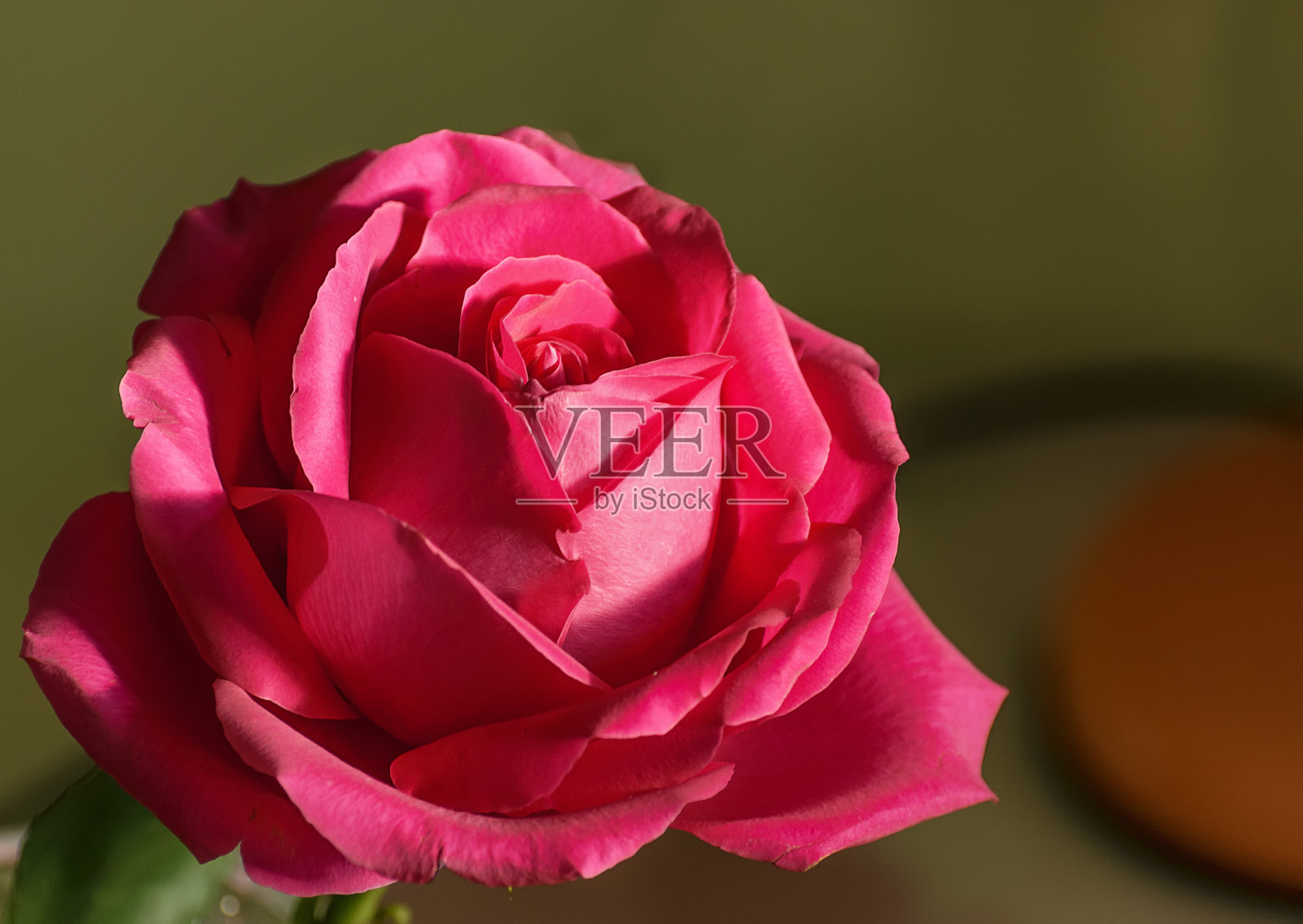 玫瑰花生日礼物。照片摄影图片