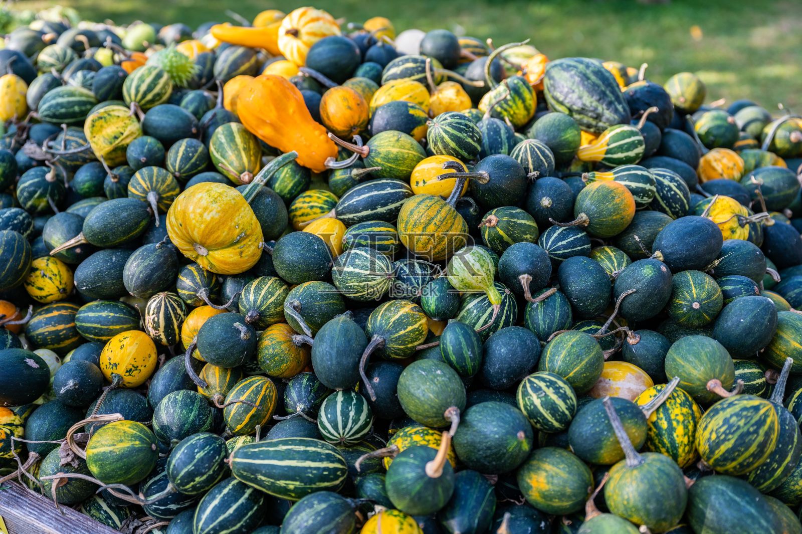 地上一组绿色的条纹小南瓜照片摄影图片