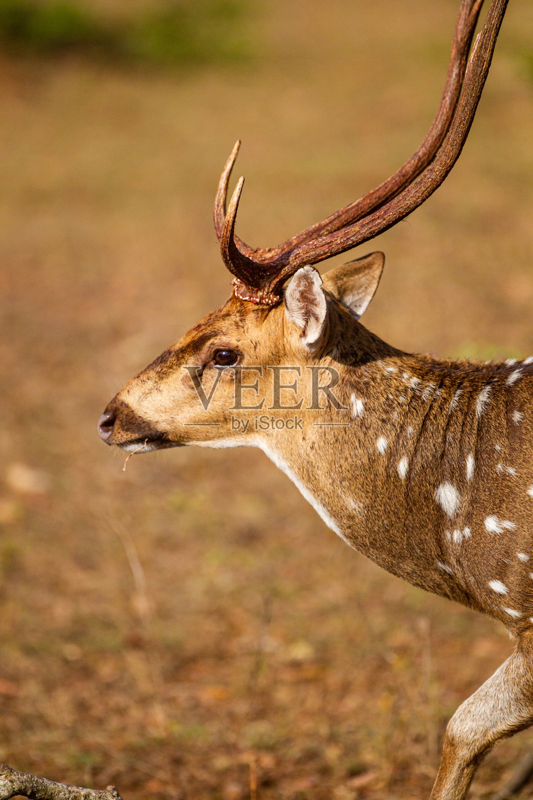 在斯里兰卡Yala的灌木丛中觅食的斑点鹿照片摄影图片