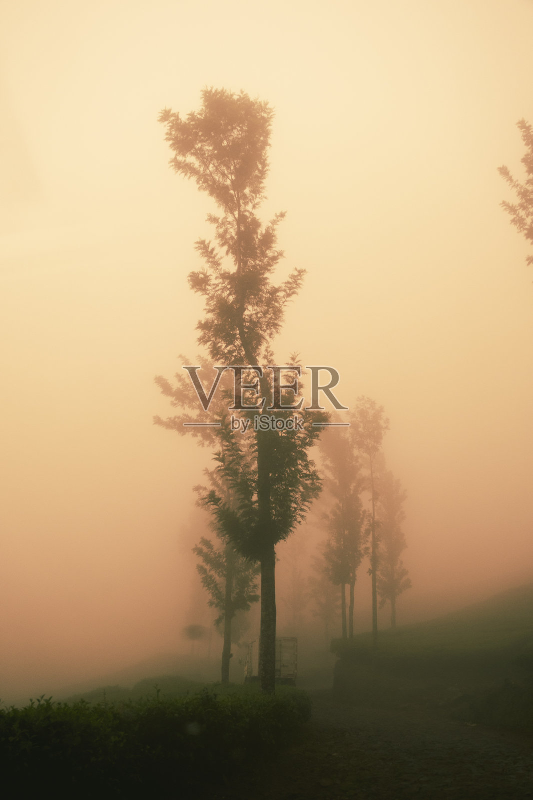 雾山，雾林照片摄影图片