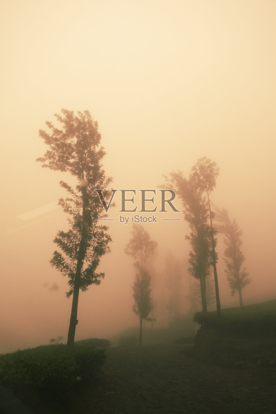 雾山，雾林照片摄影图片