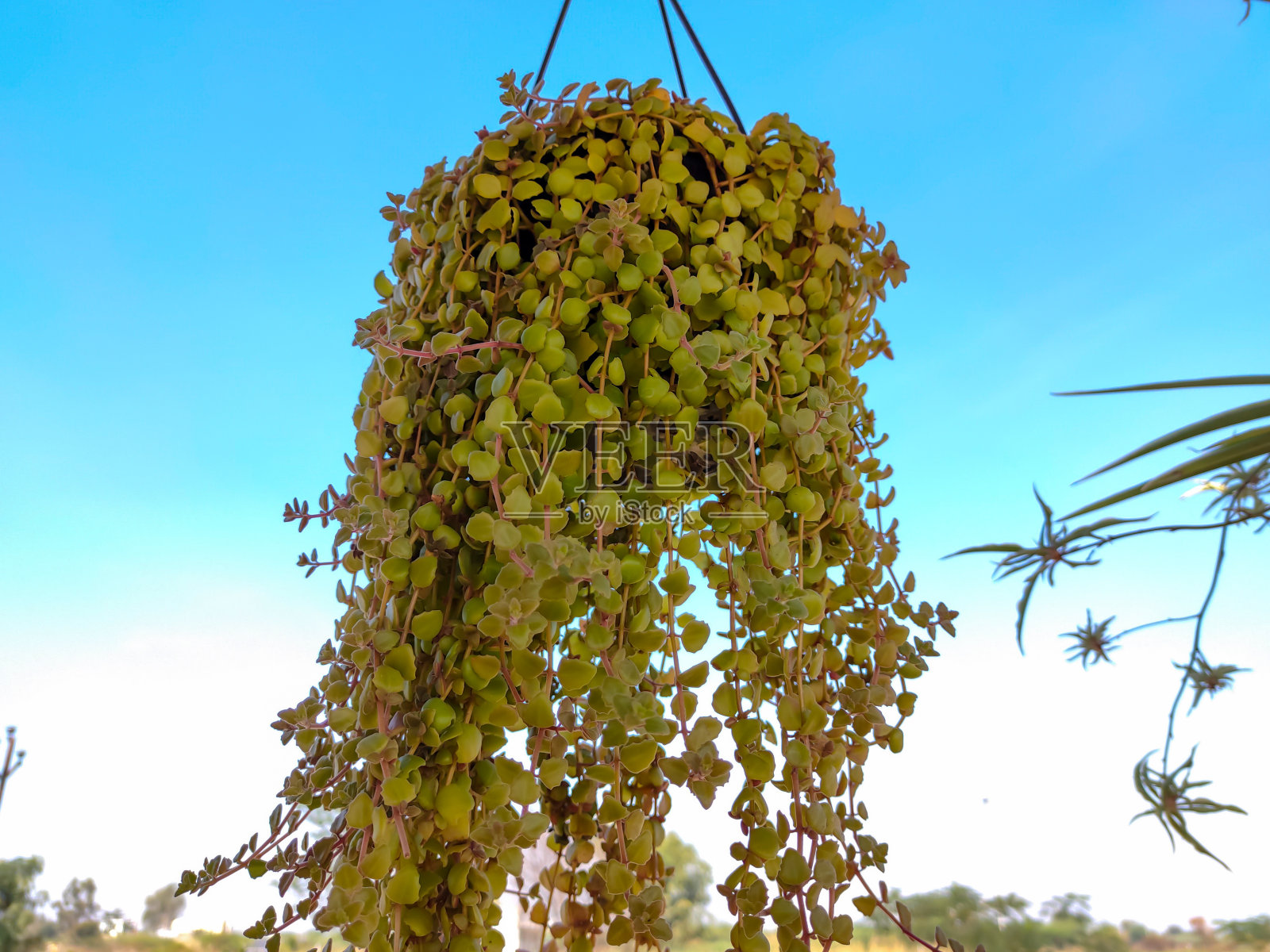 悬挂在花园里的圆背龟照片摄影图片