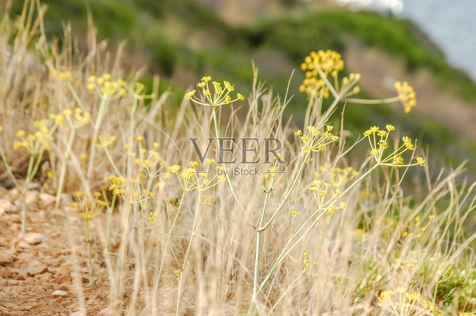 干旱景观乡村照片摄影图片