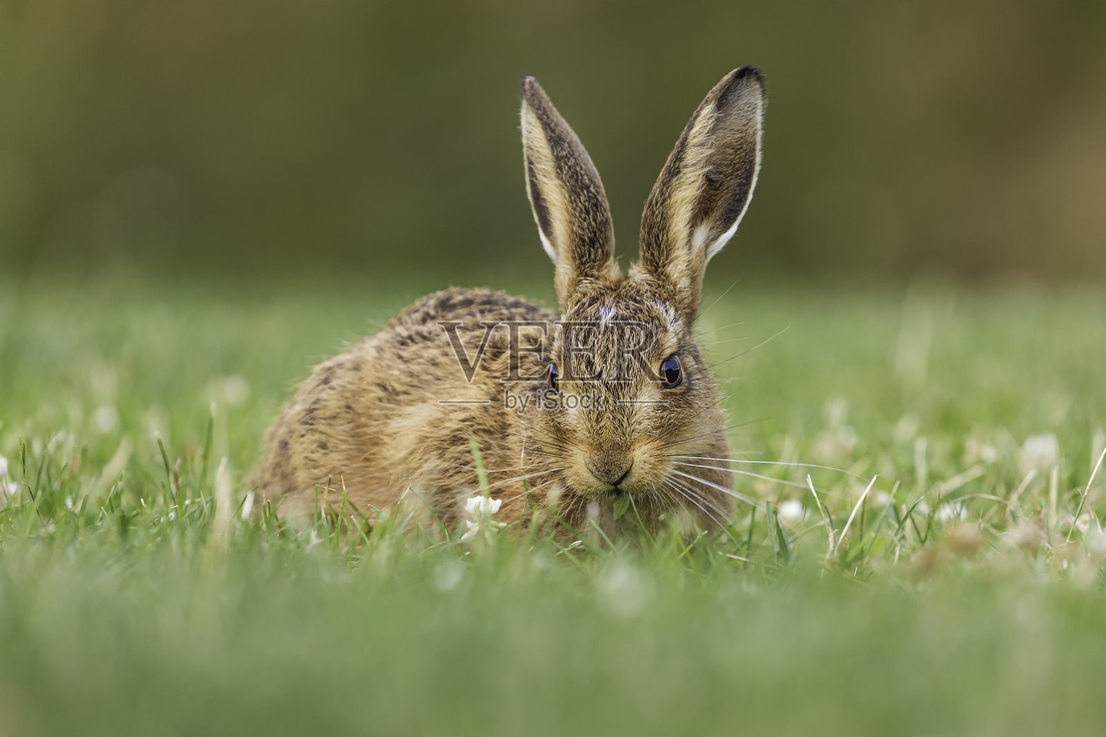 棕兔交付照片摄影图片